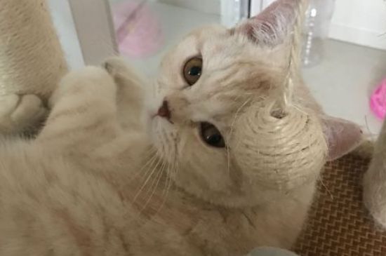 小猫一直叫怎么办