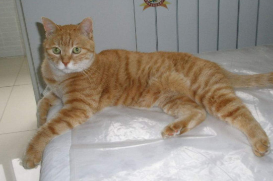 猫尾巴油腻怎么处理，公猫油尾巴怎么洗掉