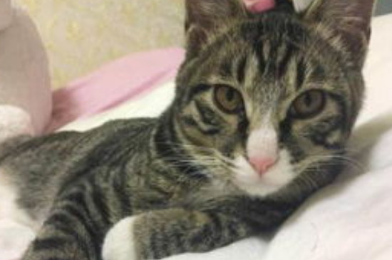 猫开心的表现和不开心的表现