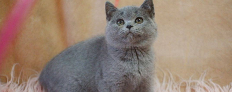 蓝猫会抓老鼠吗