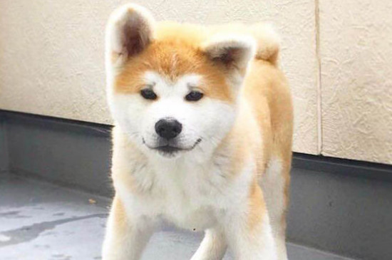 秋田犬为什么禁养