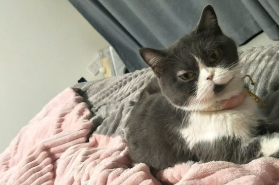 猫不能吃的20种食物