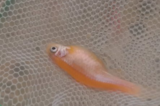 斑马鱼寿命