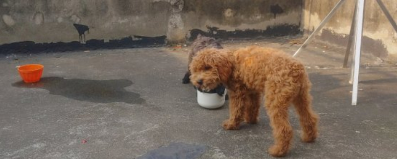 养泰迪晚上放哪里睡觉