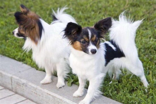 蝴蝶犬的寿命有多少年，平均寿命在12～13年左右