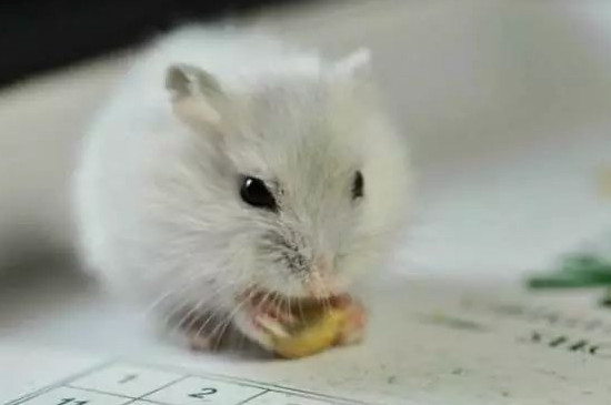 仓鼠死后会怨恨主人嘛