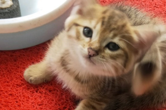 猫张嘴发出咔咔声