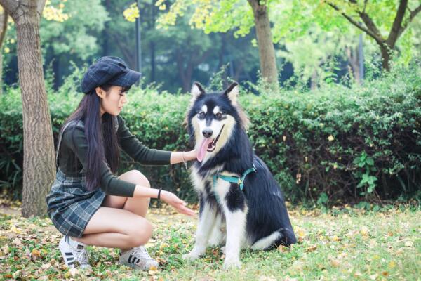 阿拉斯加犬和哈士奇的区别，阿拉斯加八大缺点难家养