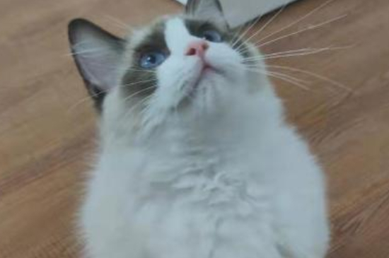 猫可以吃带鱼吗