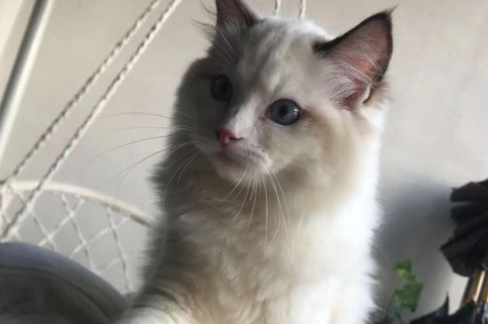 高铁可以带猫吗