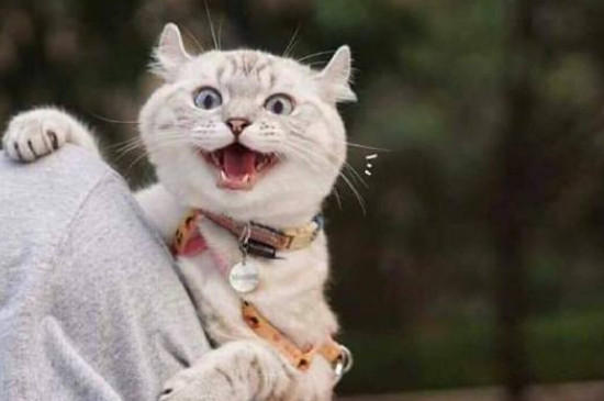 猫咪认可主人的六个表现