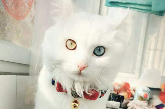 猫咪一直叫是什么原因