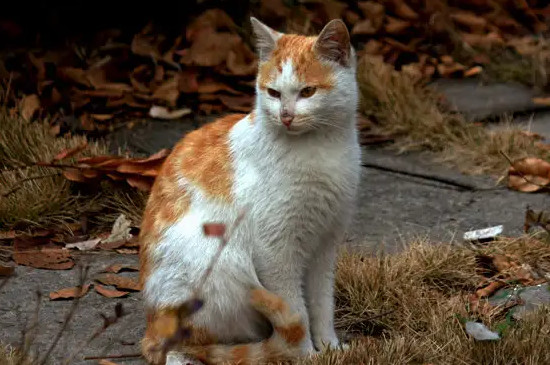 猫发出短促喷气的声音