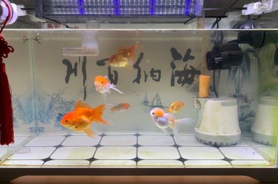 新鱼入缸多久喂食