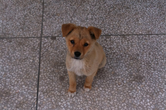 幼犬什么时候驱虫