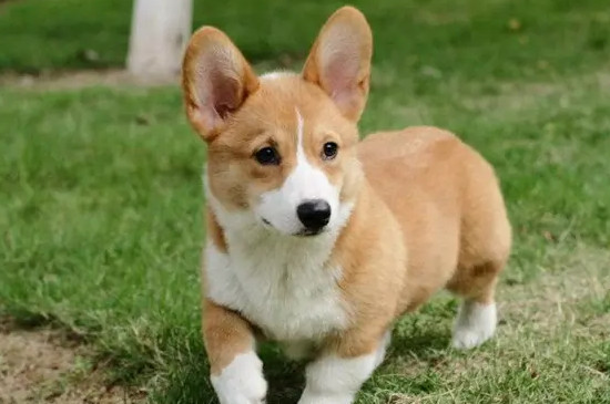 柯基犬认第二个主人吗