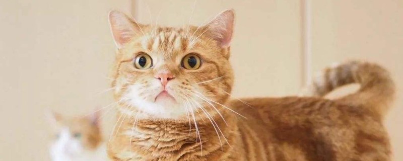 5岁的猫算老么