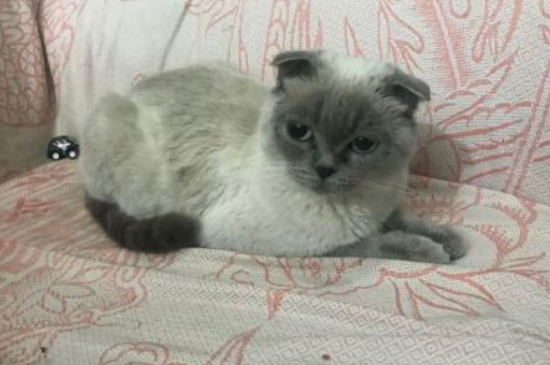 不让猫叫的偏方