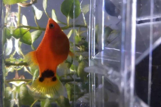 鱼食喂多了怎么补救