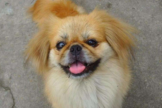 狗伪狂犬病的症状