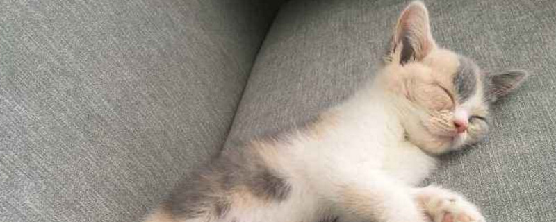 小奶猫是什么意思