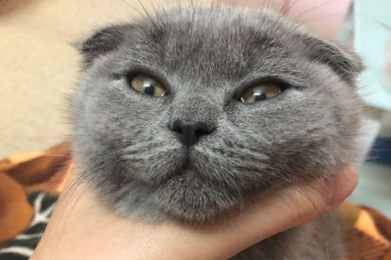 蓝猫掉毛厉害什么原因