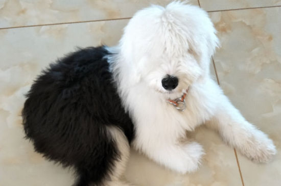 狗狗无精打采不吃饭怎么了，狗不吃不喝光想趴着