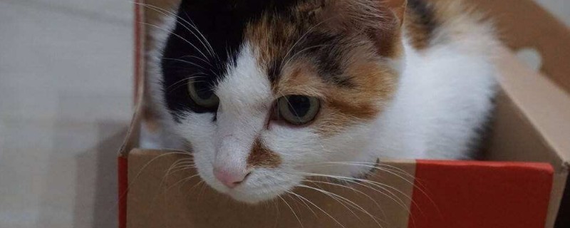 小猫送人母猫会难过吗