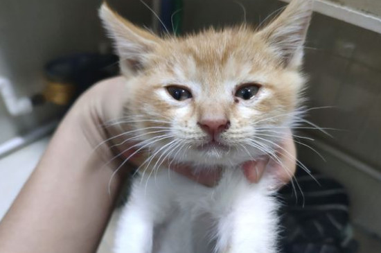 猫咪拉稀怎么办