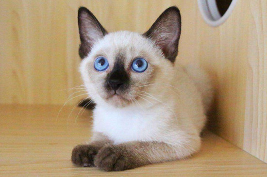 暹罗猫和布偶猫的区别
