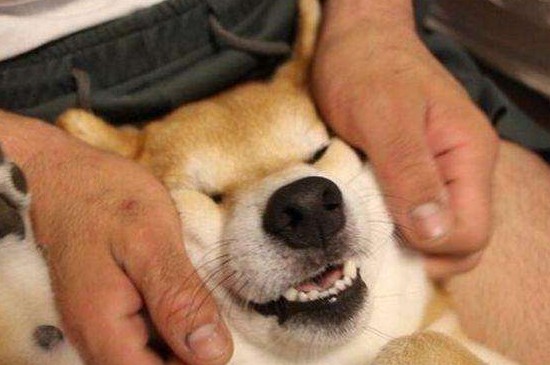 捏柴犬脸它会生气吗，在合理的力度和幅度内柴犬不会生气