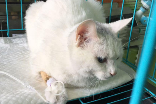 猫瘟前期症状