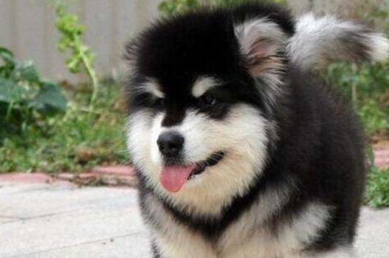 阿拉斯加犬的价格，一般幼犬价格在2000～6000元之间