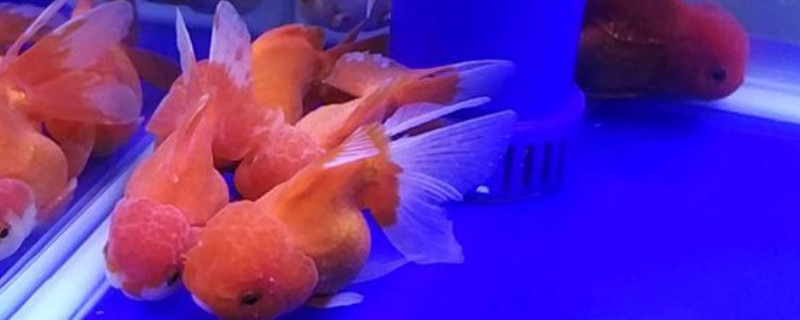 泰狮趴缸底怎么回事