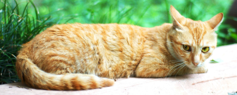 猫害怕了有什么表现