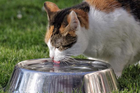 猫咪尿闭的症状