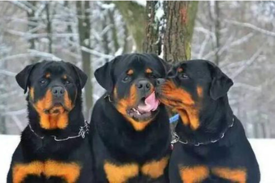 罗威纳犬能吃但越来越瘦