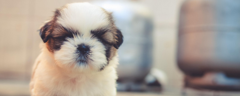 茶杯犬怎么样好养吗