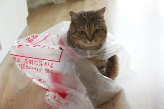 猫喜欢舔塑料袋是怎么回事