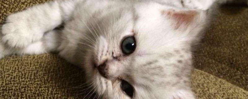 猫杀虫剂中毒症状