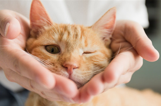 猫咪胆小怎么办