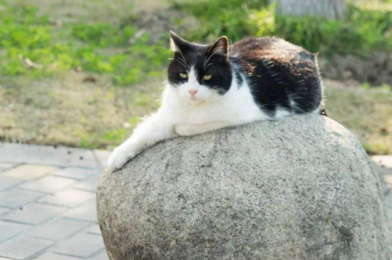 猫可以吃鸡蛋白吗