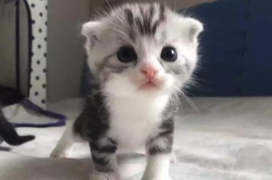 起司猫是什么品种