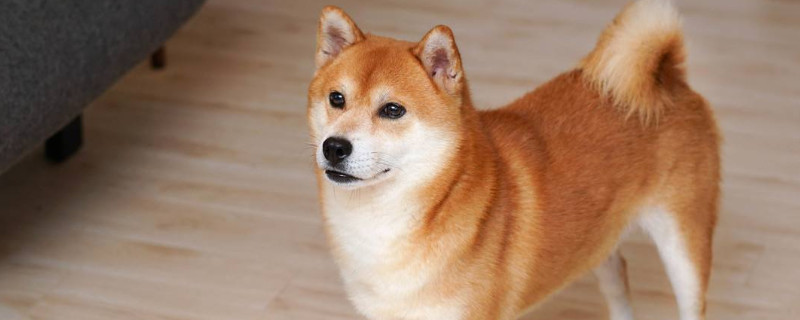 柴犬能长多大
