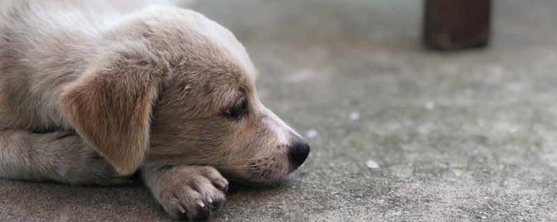 狗误食老鼠药多久会死