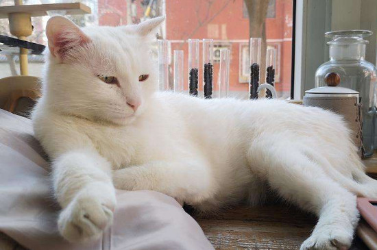 猫要打几针疫苗