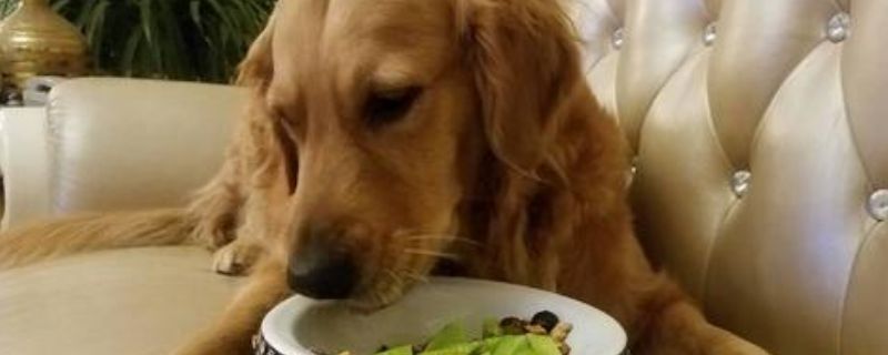 狗狗能吃甜瓜吗
