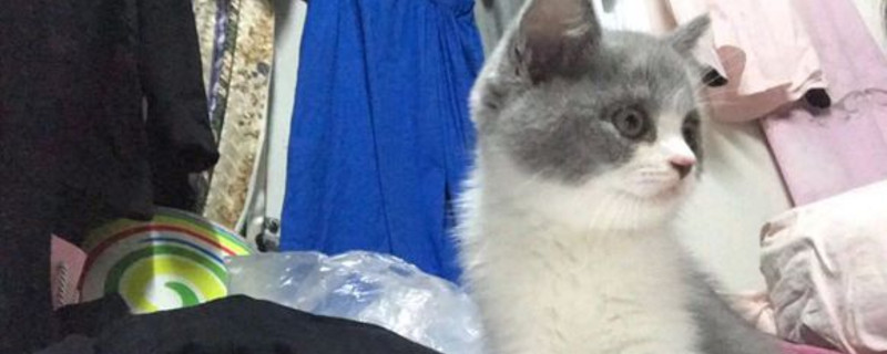 猫咪突然单只眼睛红肿