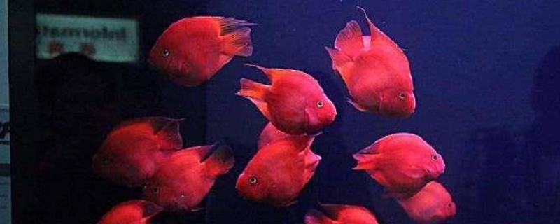鹦鹉鱼几天喂一次食物