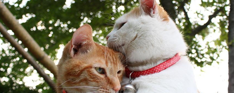 成年猫一天吃多少猫粮